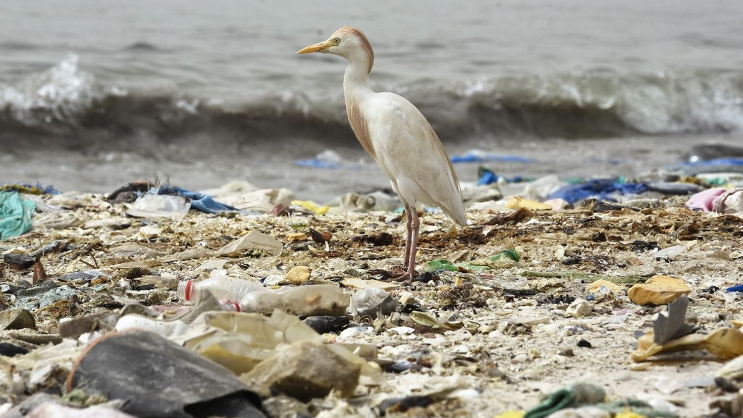 , Environnement : Paris accueille des négociations pour réduire notre dépendance au plastique et la menace des microparticules