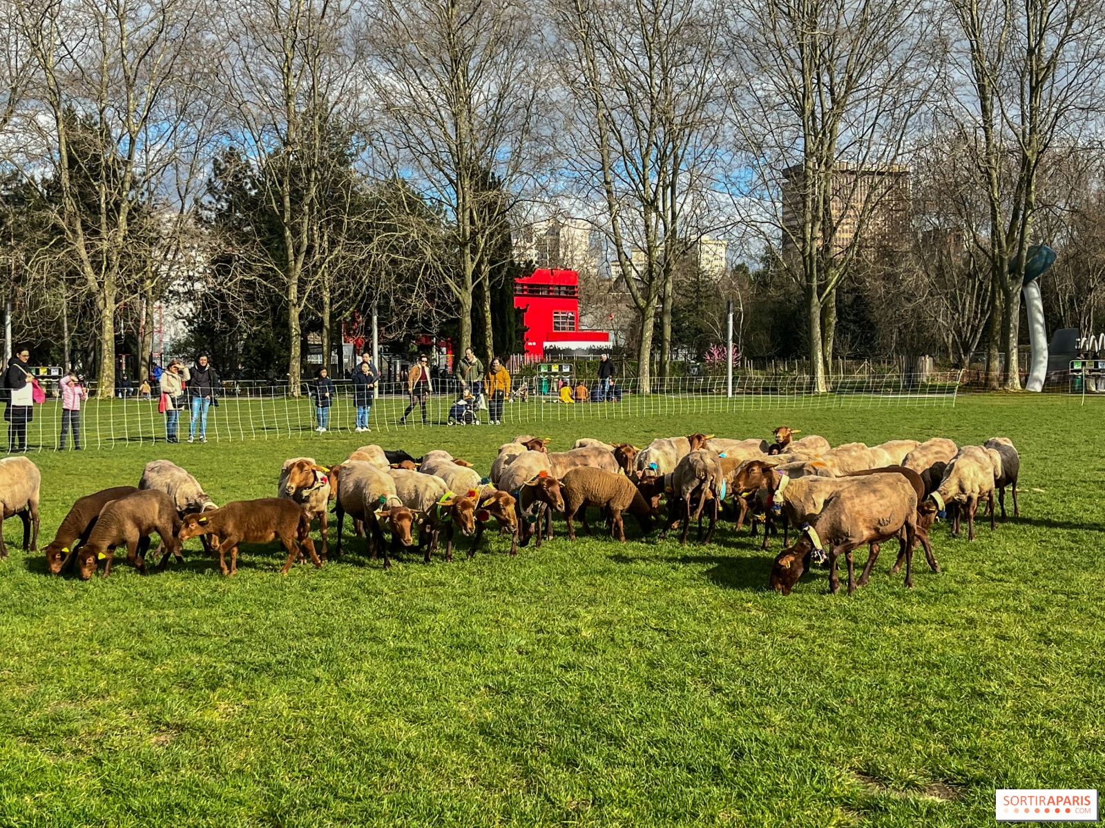, Insolite : participez à une transhumance chorégraphiée avec des moutons, à 20 minutes de Paris